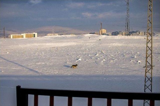 Kars’ta Aç Kurtlar Şehir Merkezine İndi