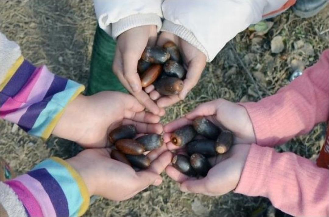 Doğa İ&ccedil;in Umut, Her Mahalleye Palamut