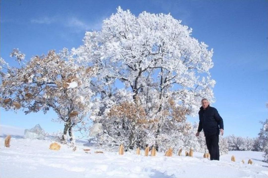 Zabıta Yaban Hayvanları İ&ccedil;in Doğaya Yiyecek Bıraktı