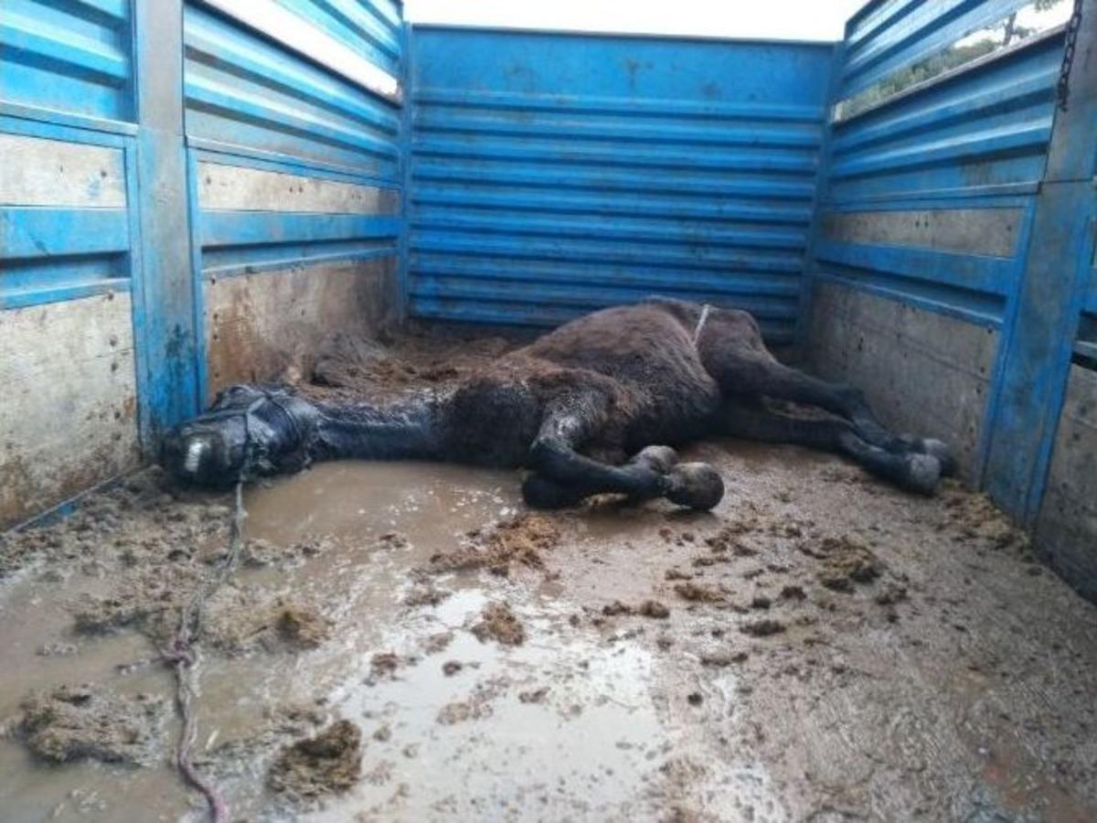 Antalya&rsquo;da Ka&ccedil;ak At Kesimine Jandarma Baskını