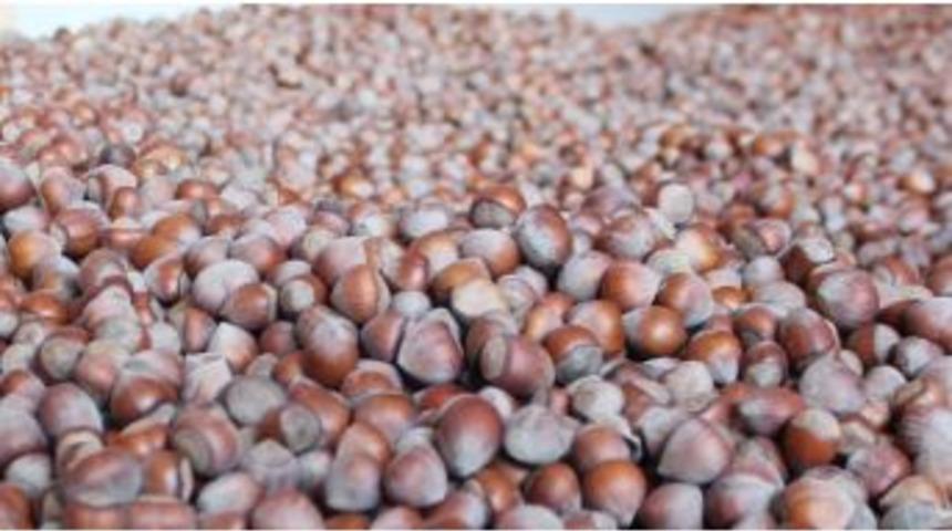 Fındık 2017&rsquo;ye 10.25 Tl&rsquo;den Başladı