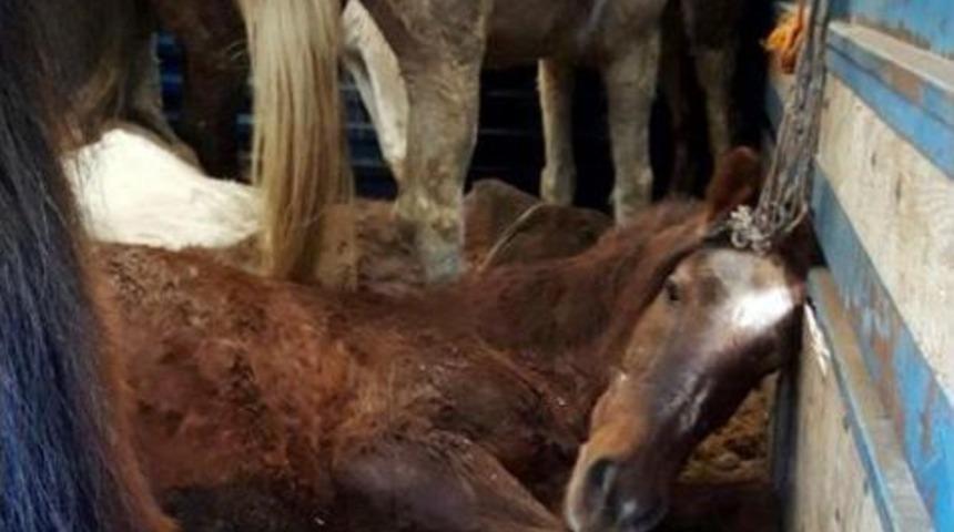 Manavgat'ta At Kesimine Jandarma Baskını