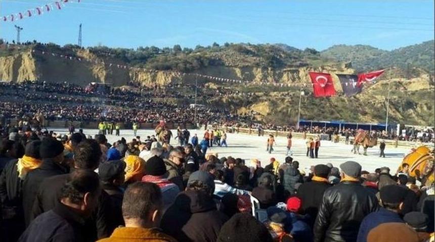 B&ouml;lgenin En Eski Ve En B&uuml;y&uuml;k Deve G&uuml;reşi Germencik&rsquo;te Yapılacak