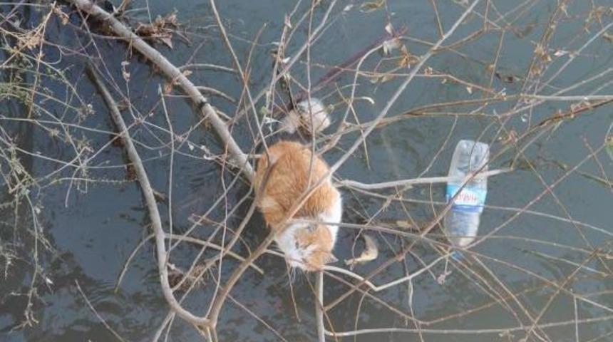 Yeşilırmak&rsquo;Ta Kedi Kurtarma Operasyonu
