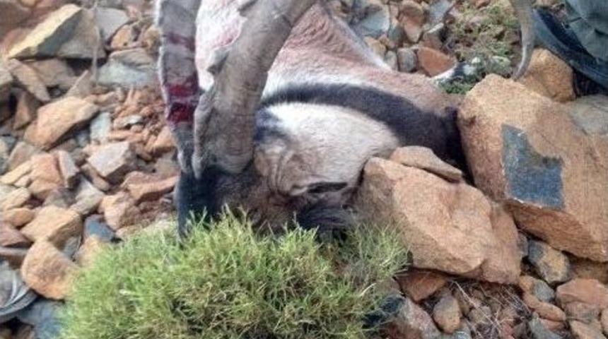 Yılbaşında Yemek İ&ccedil;in Dağ Ke&ccedil;isi Vurmuş