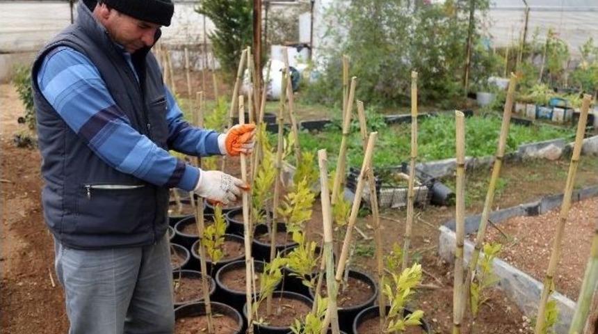 Erdemli Belediyesi, Serasında 100 Binin &Uuml;zerinde &Ccedil;i&ccedil;ek Ve Fidan &Uuml;retiyor