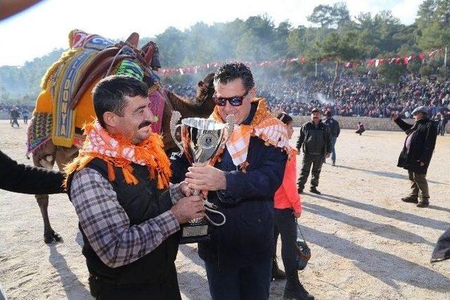 Bodrum’da Deve Güreşleri Yoğun İlgi Gördü