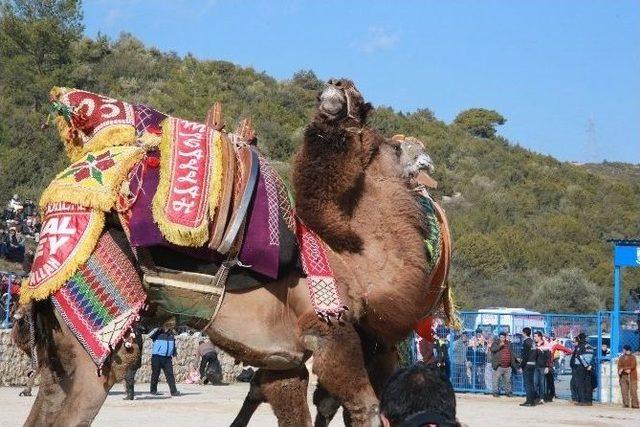 Bodrum’da Deve Güreşleri Yoğun İlgi Gördü