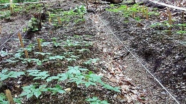 Zonguldak&rsquo;ta Ginseng Potansiyel Deneme Sahaları Tespit Edildi 1