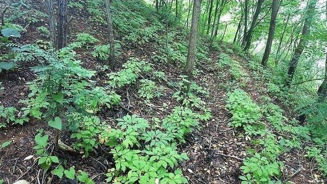 Zonguldak&rsquo;ta Ginseng Potansiyel Deneme Sahaları Tespit Edildi 2