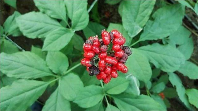 Zonguldak&rsquo;ta Ginseng Potansiyel Deneme Sahaları Tespit Edildi 3