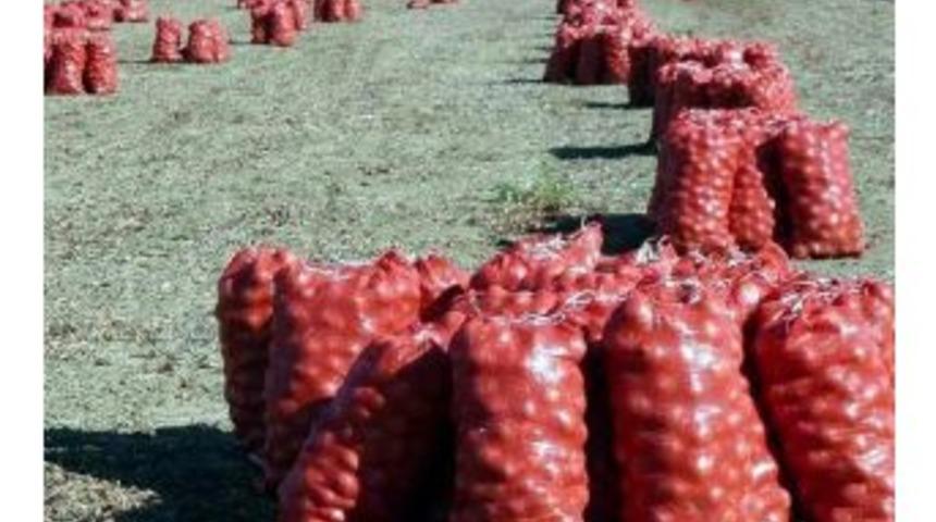 Kuru Soğan &Uuml;retim Rekoru Kırdı