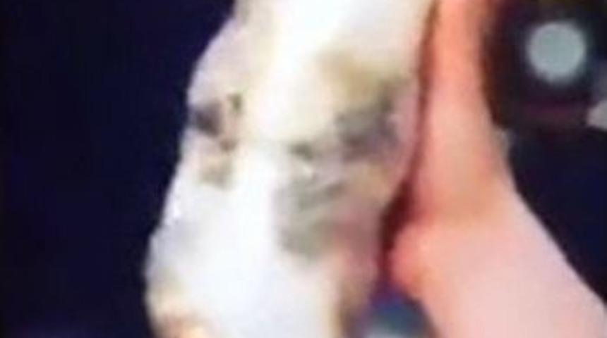 Kediye Bantlı İşkence