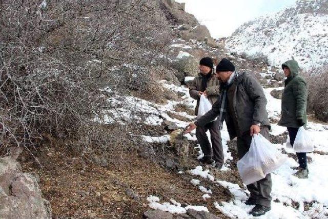 Ekip Hasat Ettikleri Arpayı Yaban Hayat Için Serptiler