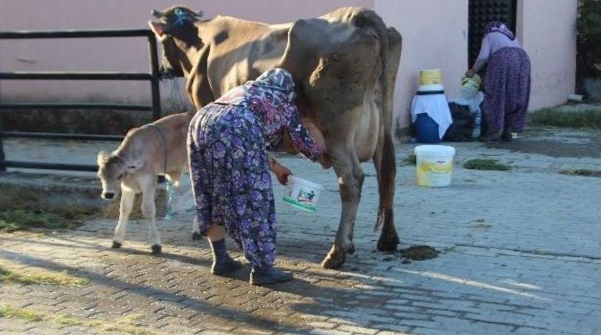 Pazarın T&uuml;m İnekleri Esma Teyze&rsquo;den Soruluyor