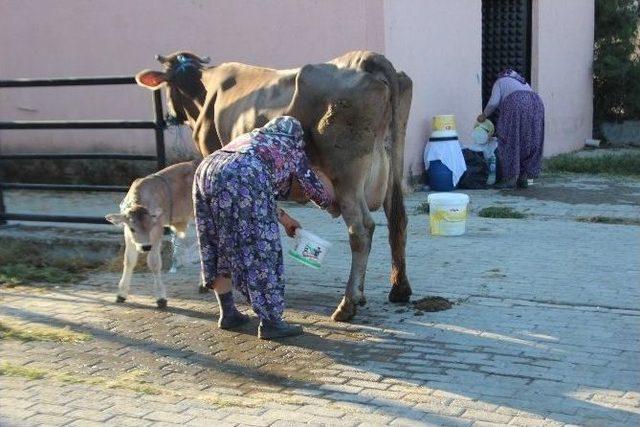 Pazarın Tüm İnekleri Esma Teyze’den Soruluyor