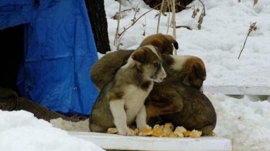 Ilgaz'da Sokak K&ouml;peği Ve Yavrularına Vatandaşlar Sahip &Ccedil;ıktı