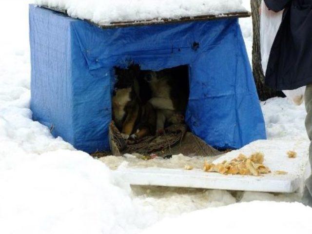 Ilgaz da Sokak K&ouml;peği Ve Yavrularına Vatandaşlar Sahip &Ccedil;ıktı 1