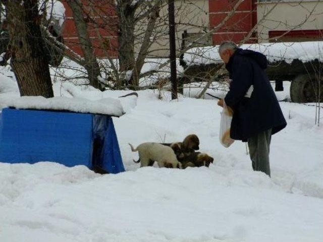 Ilgaz da Sokak K&ouml;peği Ve Yavrularına Vatandaşlar Sahip &Ccedil;ıktı 2