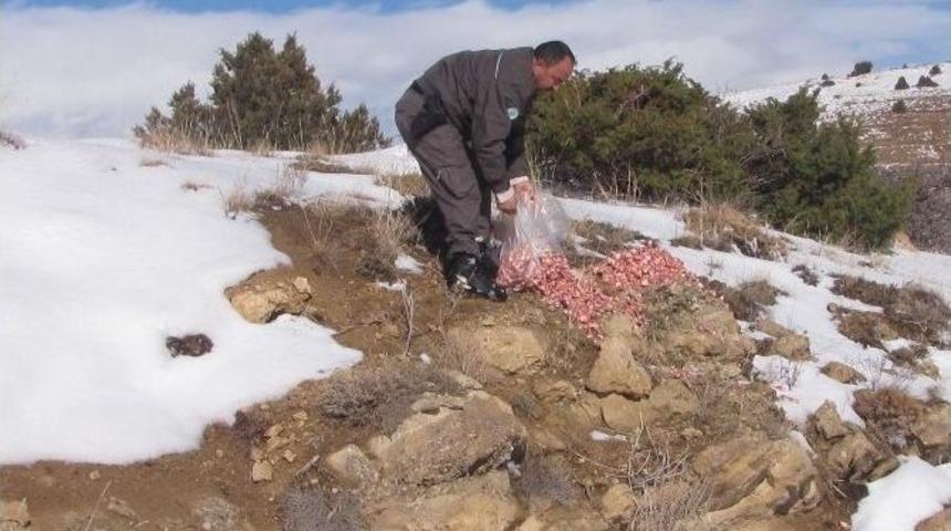 Pınarbaşı&rsquo;nda Yaban Hayvanları İ&ccedil;in Yemleme &Ccedil;alışması Yapıldı
