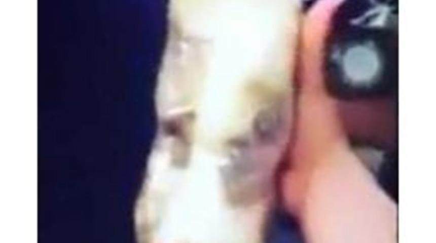 Yavru Kediye Işkence G&ouml;r&uuml;nt&uuml;leri, Hayvanseverleri Ayağa Kaldırdı