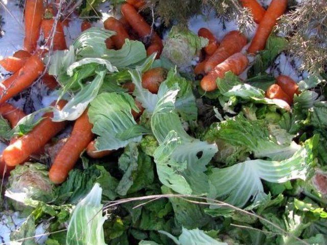 Yaban Hayvanlarına Yiyecek Desteği 1