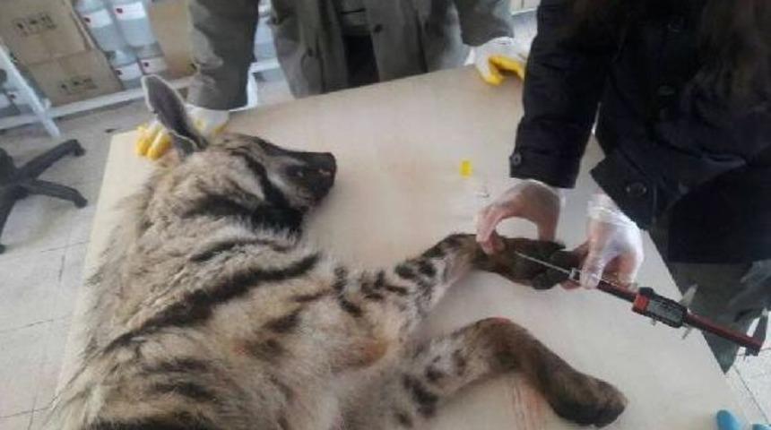 Tren &Ccedil;arpan &Ccedil;izgili Sırtlan &Ouml;ld&uuml;