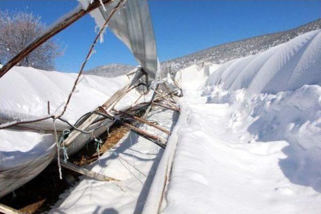 Seydikemer'de Kar Naylon Seraları Yıktı