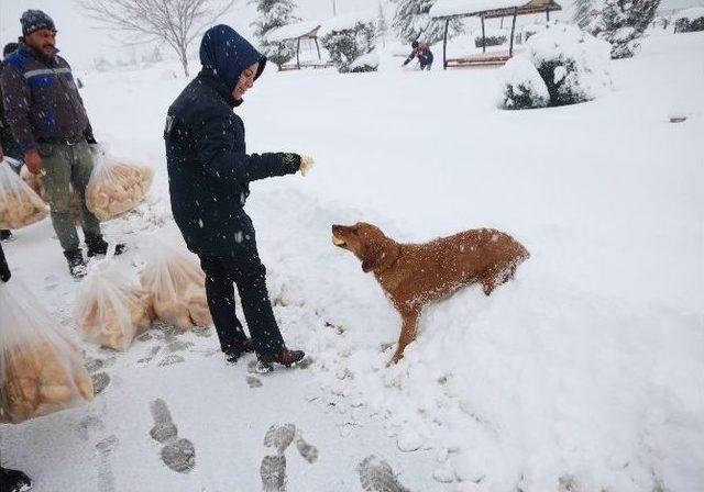 Beyşehir’de Sokak Hayvanları Ve Su Kuşları Unutulmadı