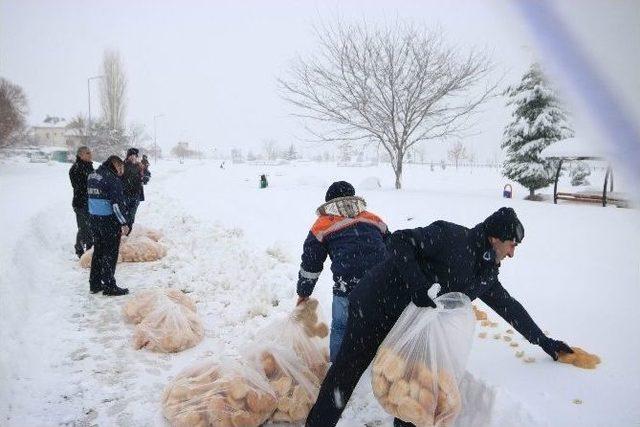 Beyşehir’de Sokak Hayvanları Ve Su Kuşları Unutulmadı