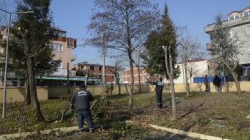 K&ouml;rfez Belediyesi Ağa&ccedil;lara Kış Budaması Yapıyor