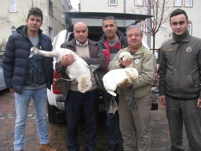 Yaralı Kuğular Tedavi Altına Alındı