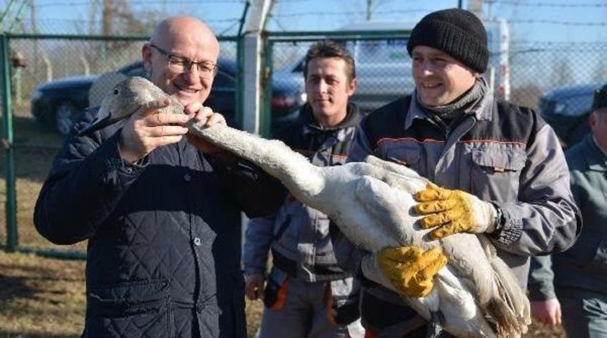 Avcılar Tarafından Vurulan Kuğu, Tedavi Altına Alındı