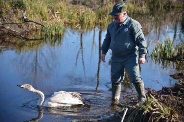 Avcılar Tarafından Vurulan Kuğu, Tedavi Altına Alındı