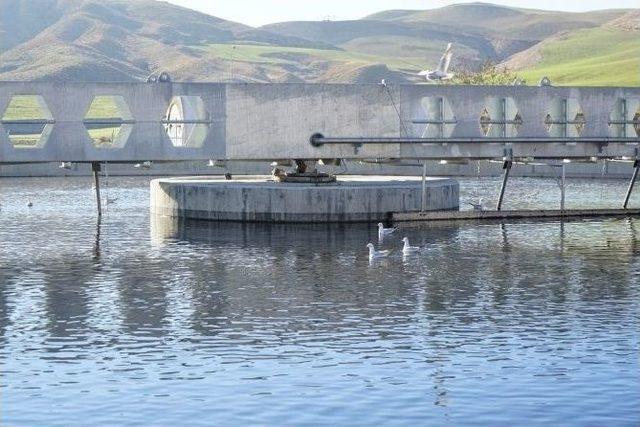 Atıksu Arıtma Tesisi Kuşların Yaşam Alanı Oldu 1