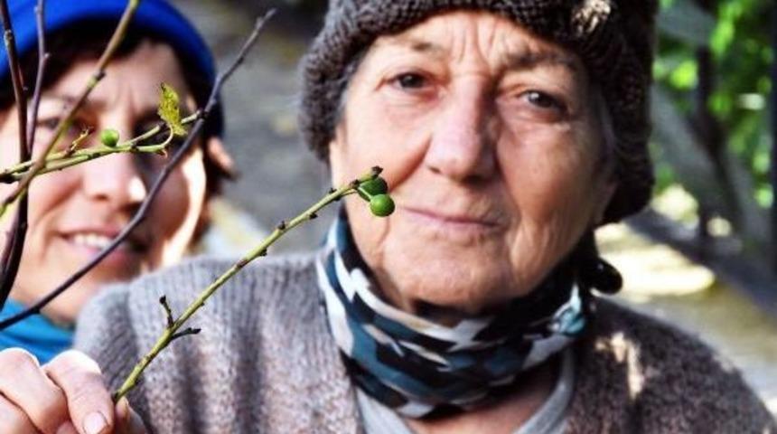 Marmaris'te Badem &Ccedil;i&ccedil;ek A&ccedil;tı, Bodrum'da Erik Meyve Verdi
