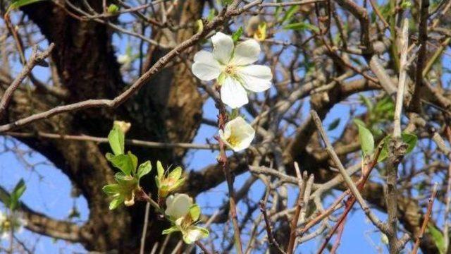 Marmaris'te Badem Çiçek Açtı, Bodrum'da Erik Meyve Verdi