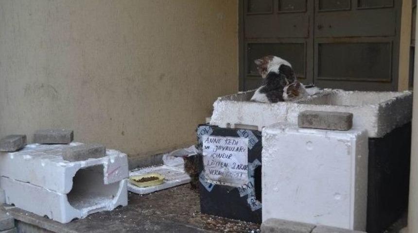 Duyarlı Vatandaşlardan Kedi Yuvası