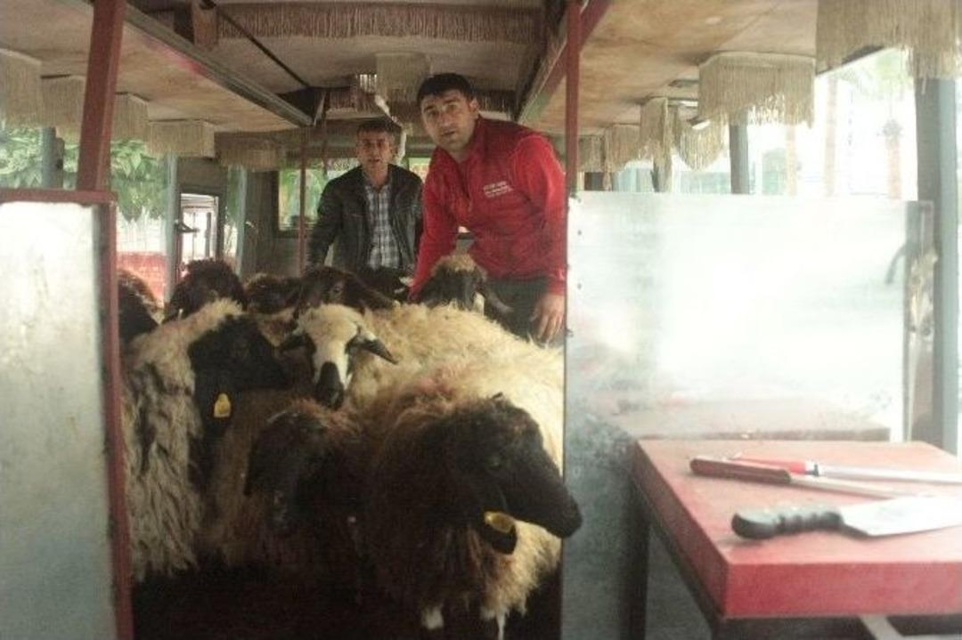 (&ouml;zel Haber) Otob&uuml;ste Mobil Kesimhane