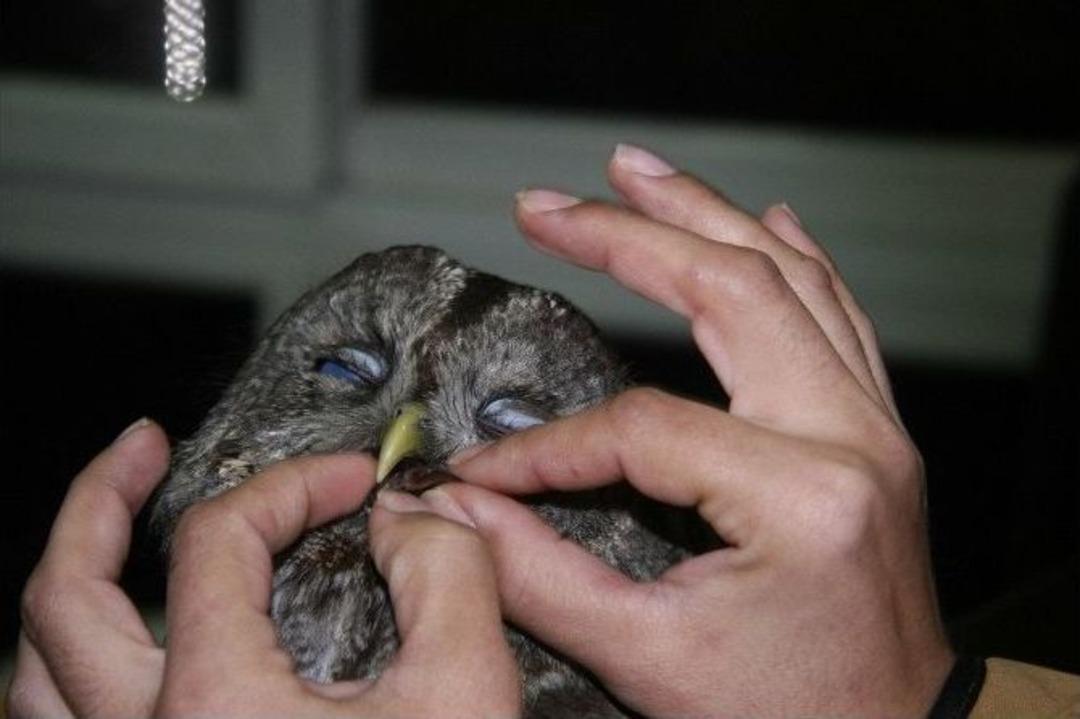 Yaralı Baykuşa Kadın Hayvanseverden &Ouml;zel Bakım