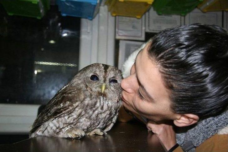 Yaralı Baykuşa Kadın Hayvanseverden Özel Bakım G1