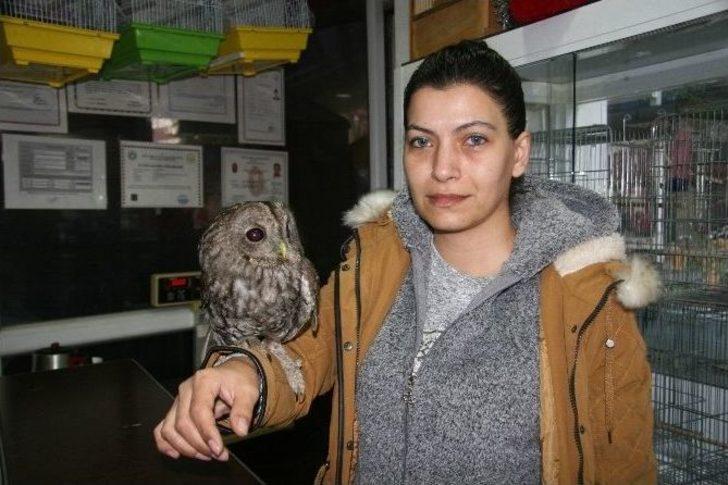 Yaralı Baykuşa Kadın Hayvanseverden Özel Bakım G2