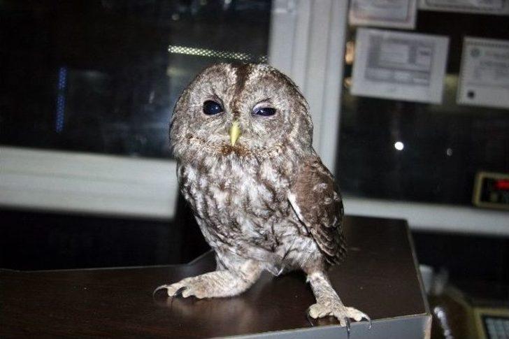 Yaralı Baykuşa Kadın Hayvanseverden Özel Bakım G3