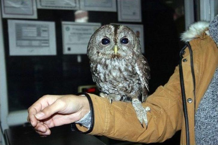 Yaralı Baykuşa Kadın Hayvanseverden Özel Bakım G4