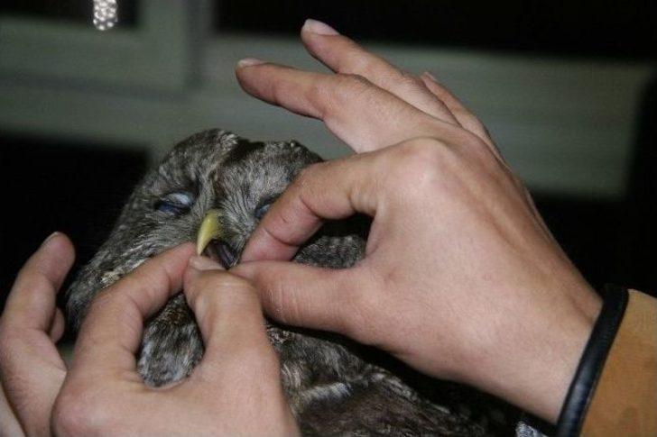 Yaralı Baykuşa Kadın Hayvanseverden Özel Bakım G5