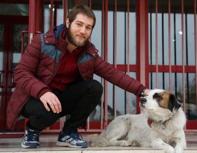 Üniversiteyi Bıraktı, 50 Köpeğe Bakıyor