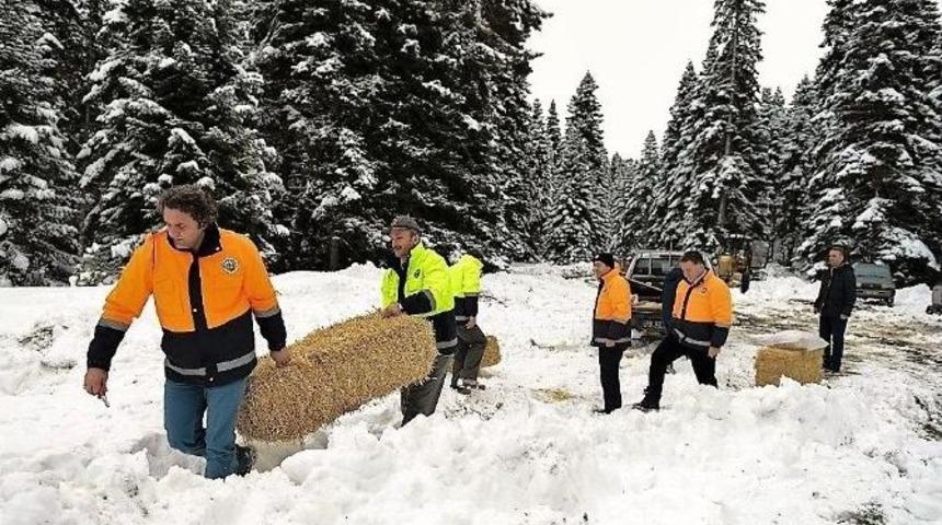 Bakanlık Yaban Hayvanları İ&ccedil;in Harekete Ge&ccedil;ti