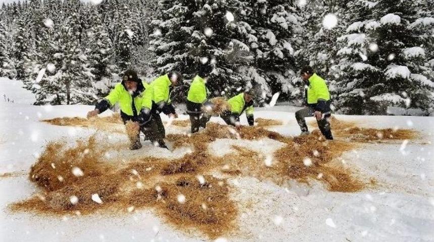 Orman Ve Su İşleri Bakanlığı&rsquo;ndan Yaban Hayvanları İ&ccedil;in Yiyecek Takviyesi
