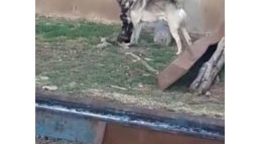 Kedi İle K&ouml;peğin Kıskandıran Dostluğu G&ouml;renleri Şaşırtıyor