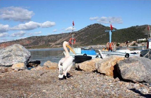 Gazipaşalı Balıkçıların Maskotu Pelikan 'abbas'
